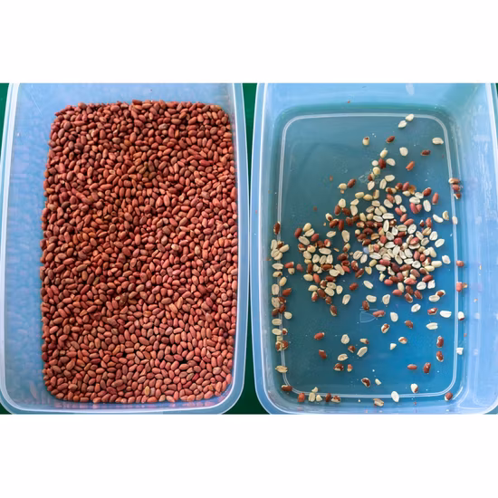 Noix de cajou Arachide Noix Noix de coco Amande Abricot Noix de trieuse de couleur Machine de tri de traitement