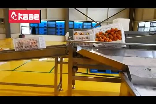 Ligne commerciale de traitement des fruits en acier inoxydable Ligne de tri de séchage à l'air de nettoyage de fruits de la passion de kaki